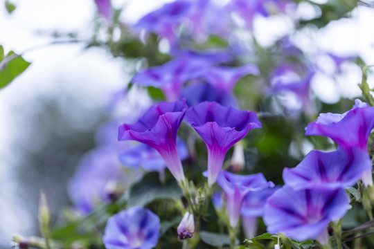 蓝色牵牛花