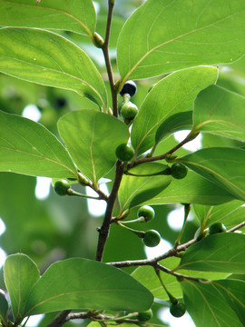 樟科植物山胡椒树叶和果实