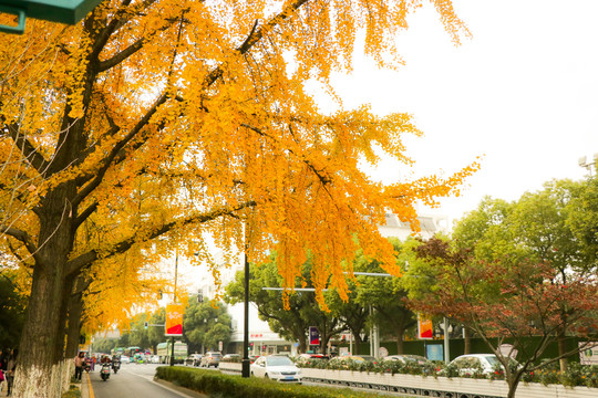 道前街的银杏树