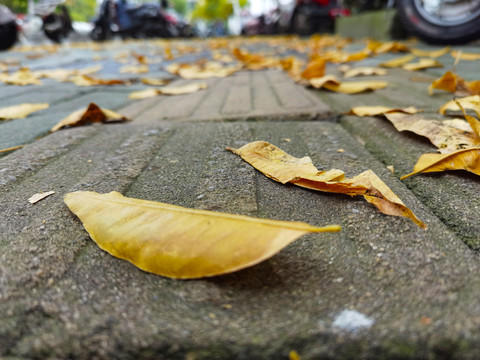 秋天的街道