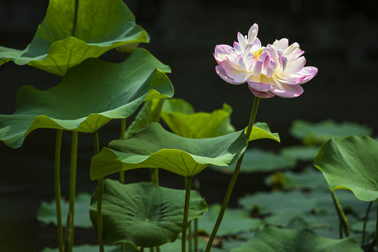 重瓣荷花