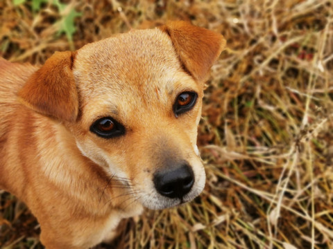 中华田园犬