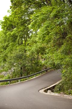 林荫道路