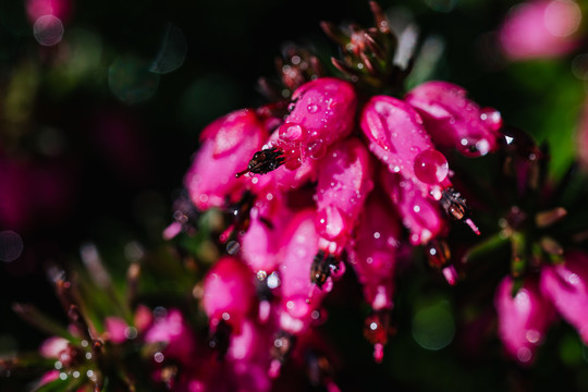 雨后花朵