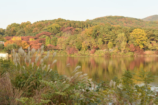 韩国公园一角芦苇湖泊