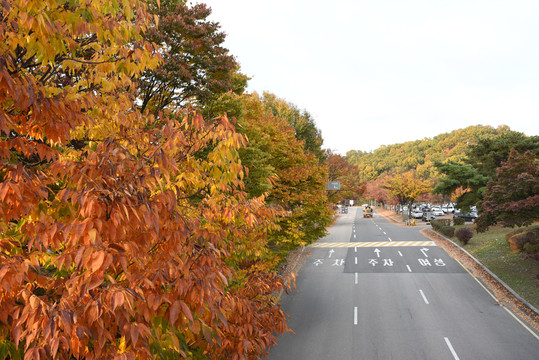 韩国街道秋景秋色