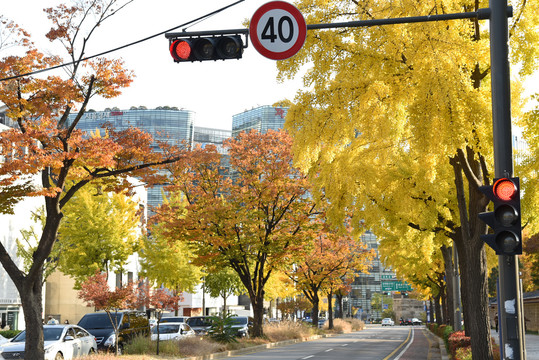 韩国街道银杏树秋色