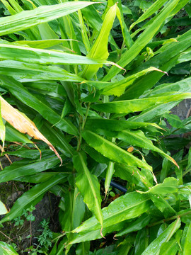 姜科植物阳荷披针形叶片