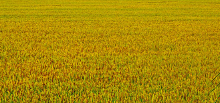 成熟水稻