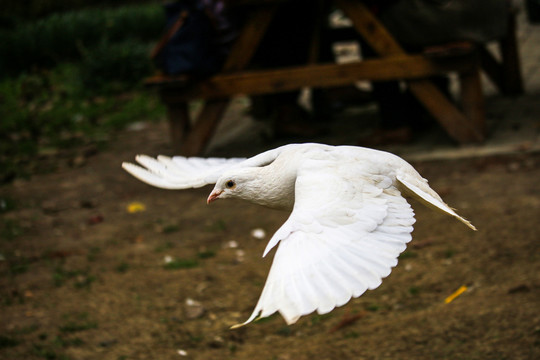 展翅飞翔的白鸽