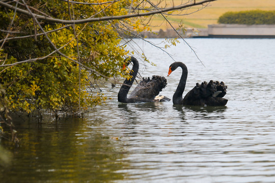 湖边两只觅食的黑天鹅