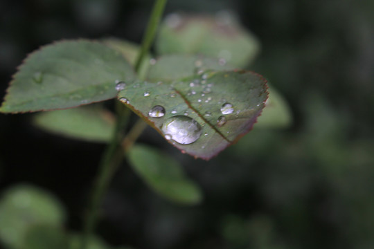 植物花草