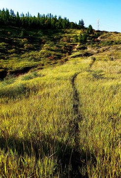 草原丘陵上茂密草丛中的蜿蜒小路