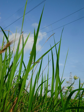 野草