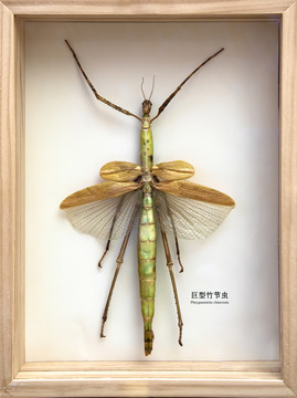 巨型竹节虫