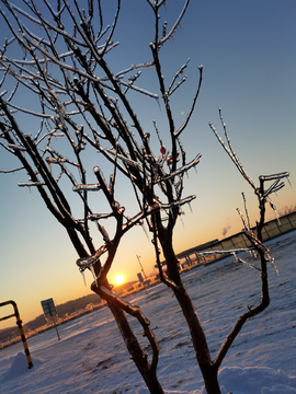夕阳西下北方大雪雾凇树枝挂雪