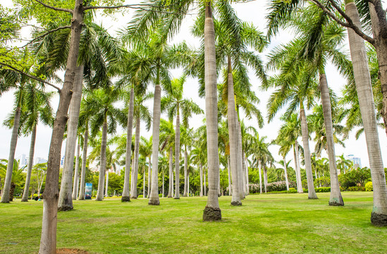 热带植物棕树林