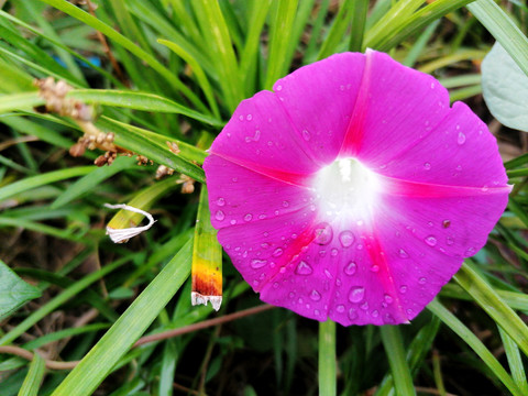 牵牛花