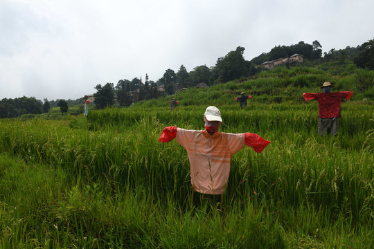 稻草人