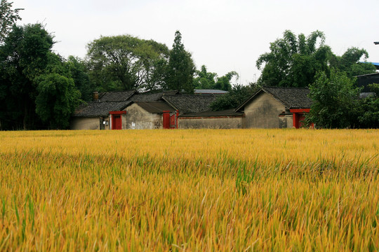 农家稻田