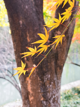 秋天枫树枫叶