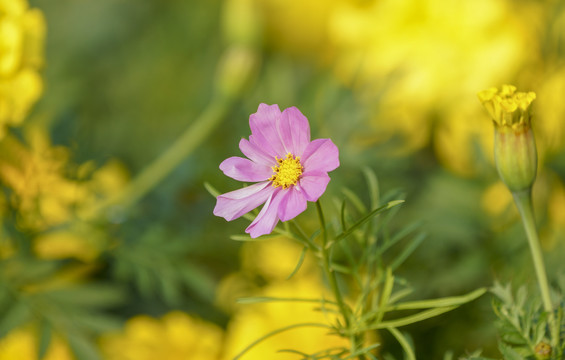 格桑花