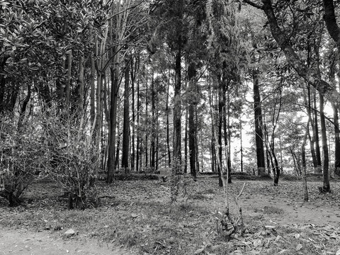 黑白树林图片