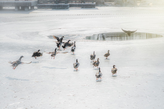 冬季冰河面上的野鸭群