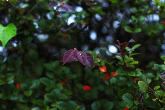 绿化植物