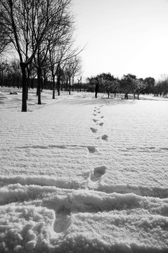 雪地脚印