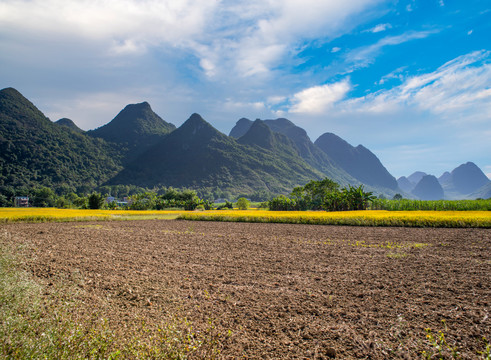 青山农田稻田土地