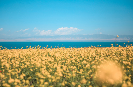 花海