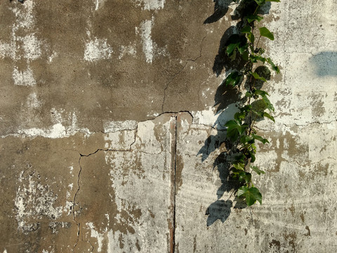 老旧水泥墙面上的野藤