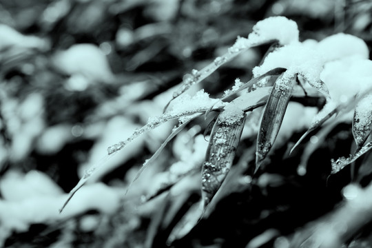 白雪压枝