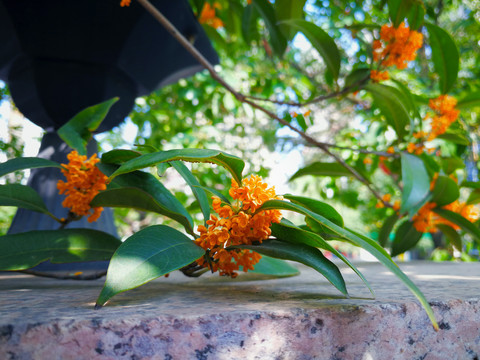桂花