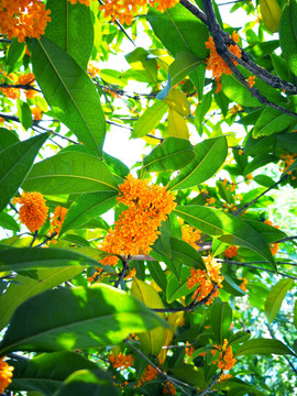 桂花