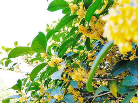 桂花