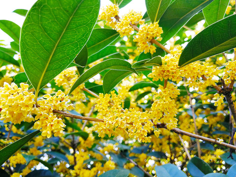 桂花