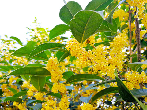 桂花