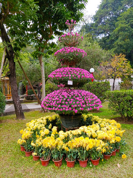 菊花景观
