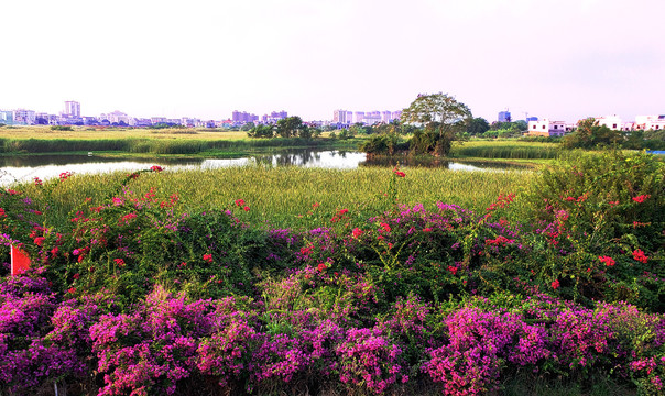 姹紫嫣红的城边湿地