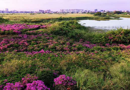湿地草甸上万紫千红的花海