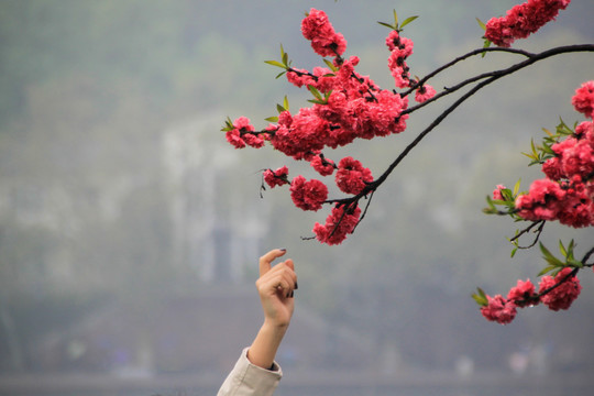 西湖桃花艳