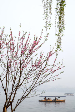 西湖桃花艳