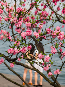 西湖桃花艳