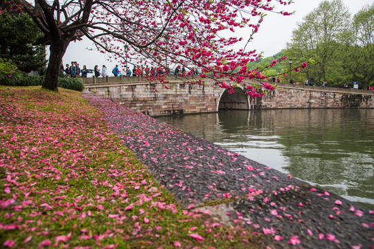 西湖桃花艳