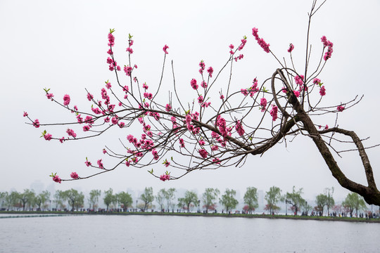 西湖桃花艳