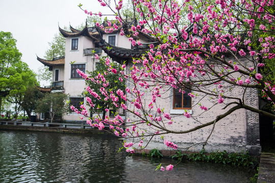 西湖桃花艳