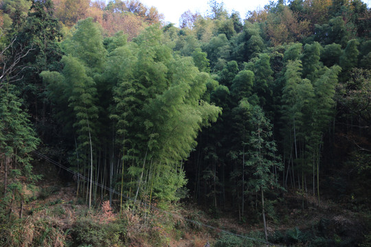 竹林