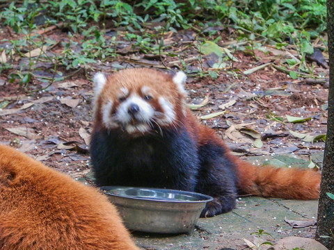 小熊猫